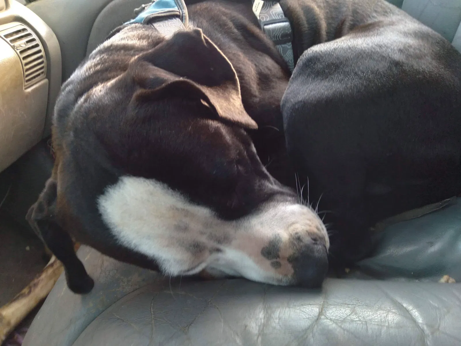 Lost dog in Hot Springs National Park, AR, 71901
