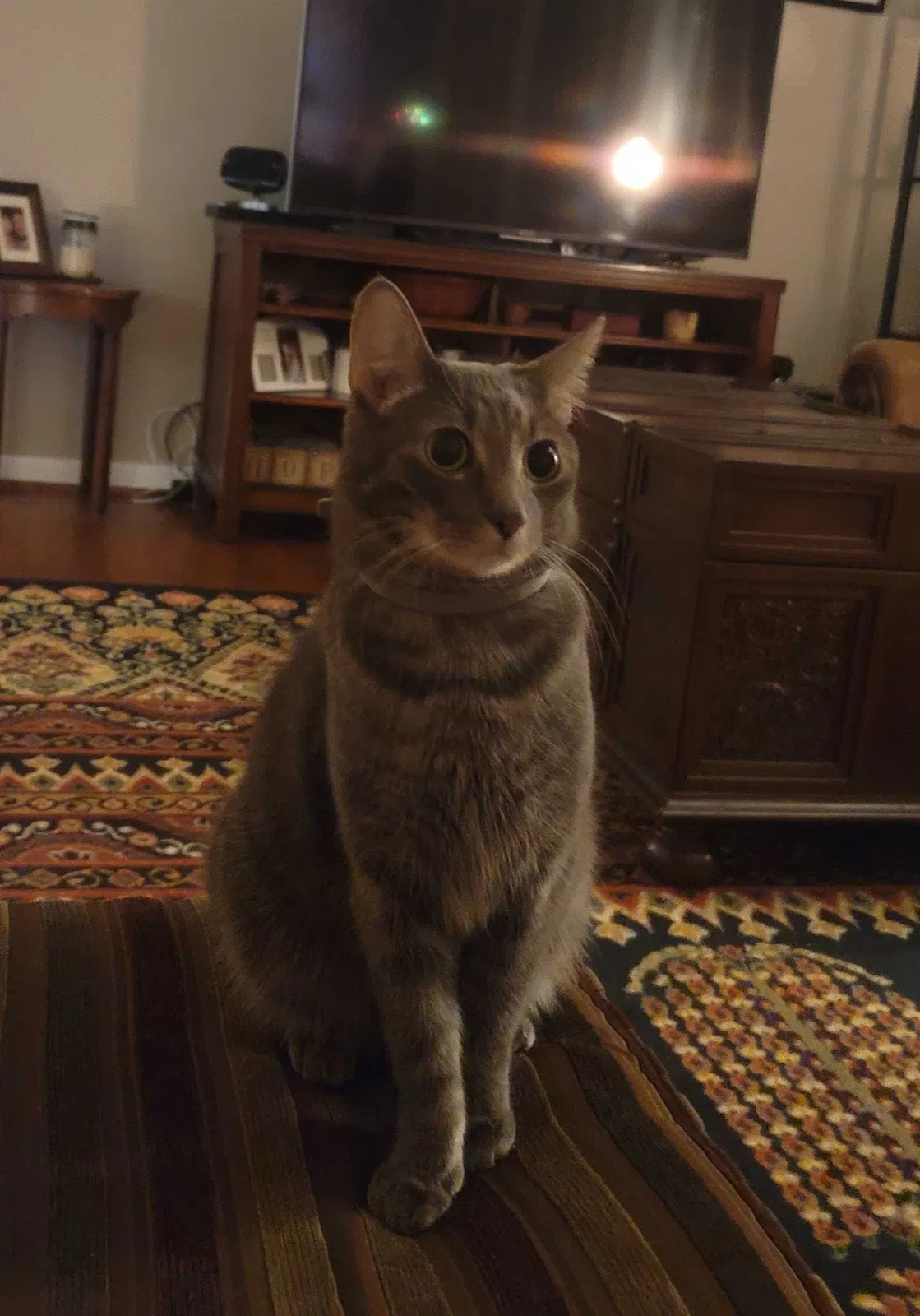 Lost cat in Benton, AR, 72015