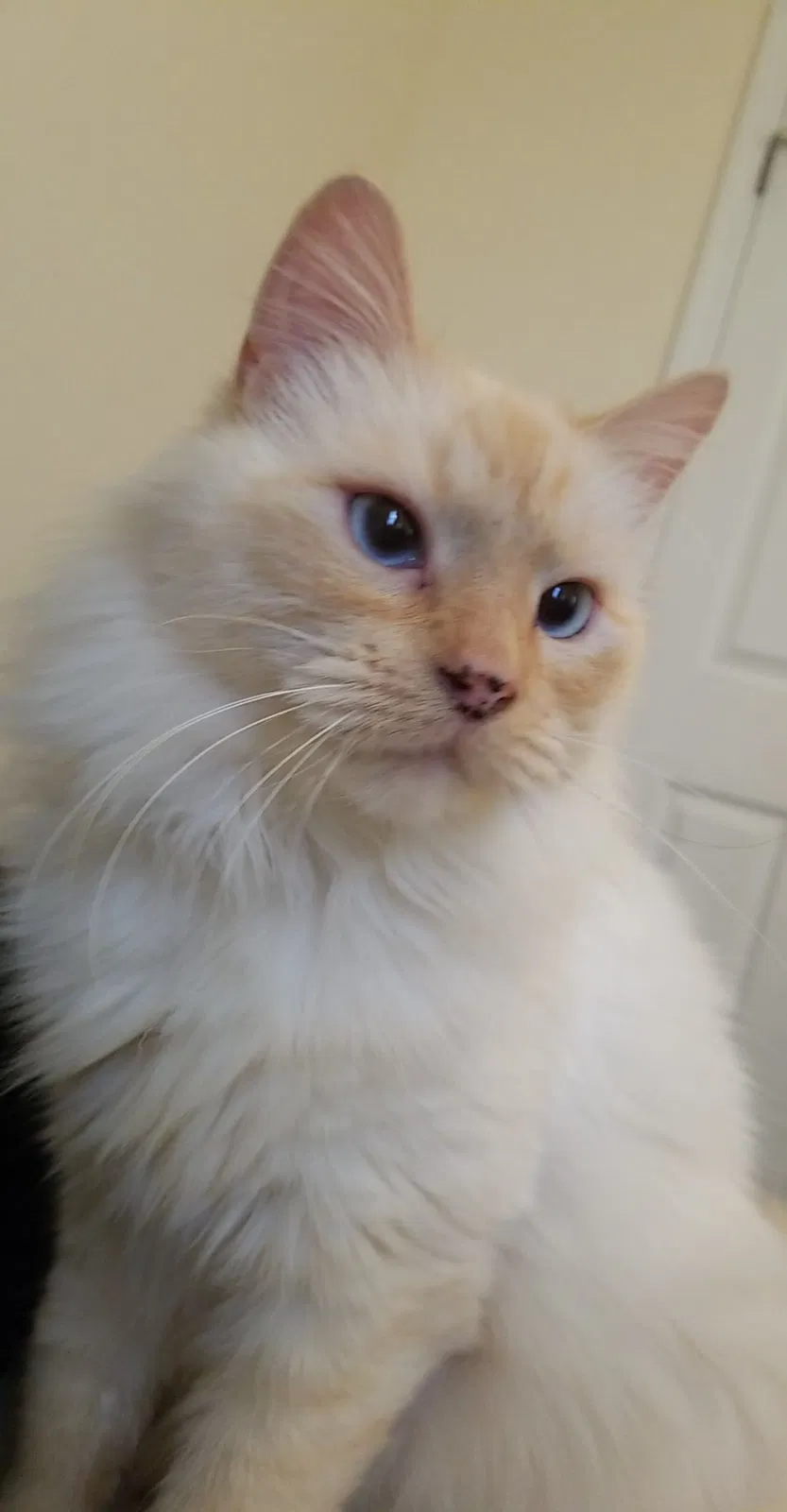 Lost cat in Winston, GA, 30187