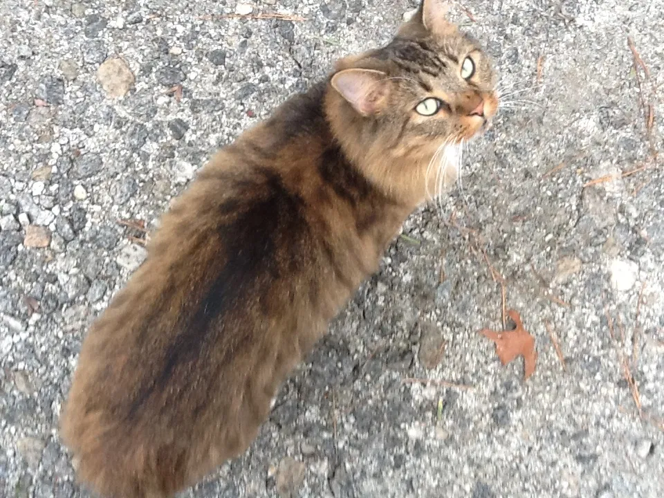 Lost cat in Newnan, GA, 30265