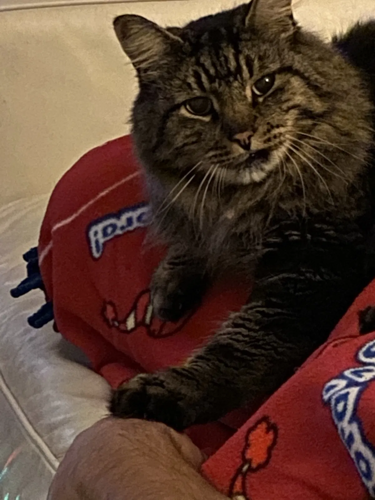 Lost cat in Cape Coral, FL, 33914