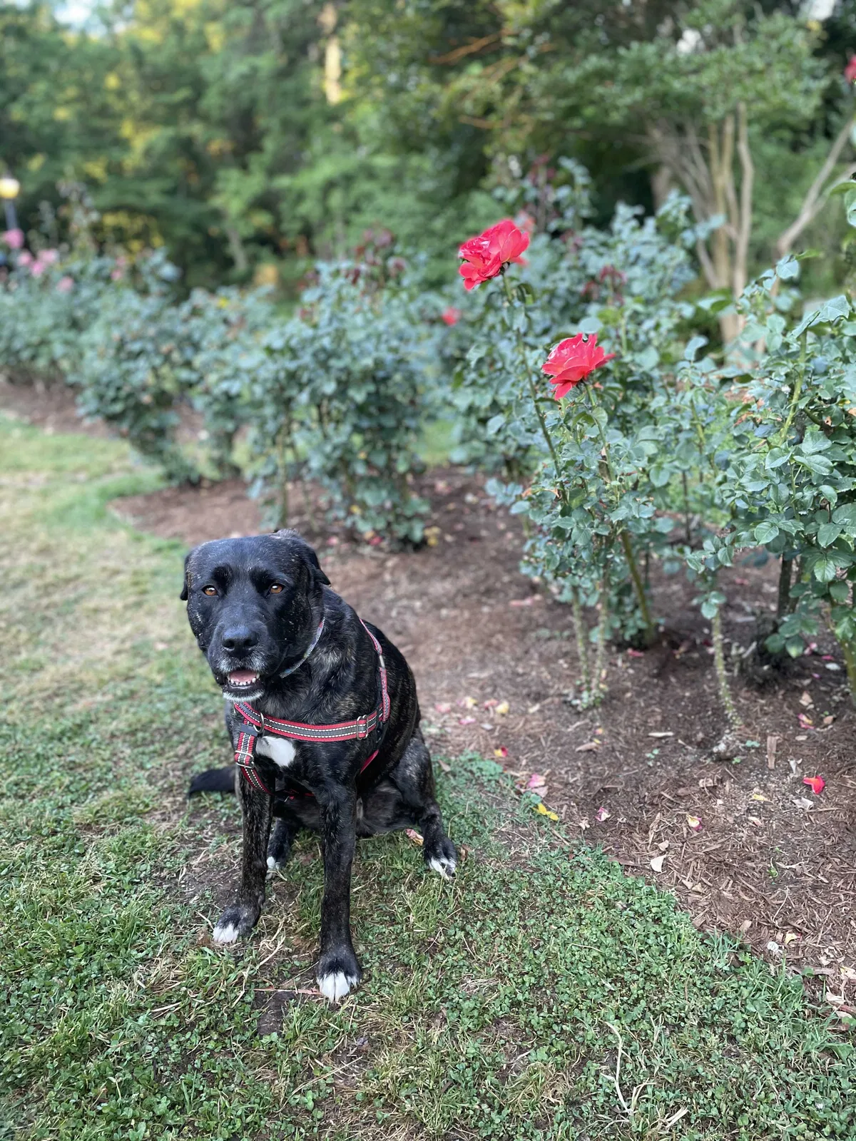 Lost dog in Raleigh, NC, 27603