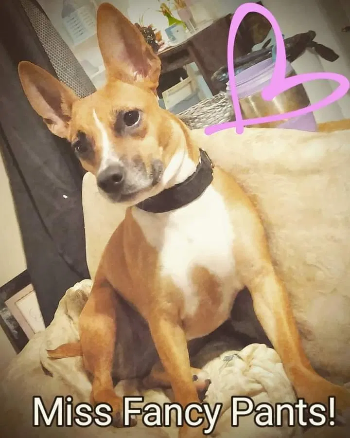 Lost dog in Pensacola, FL, 32534