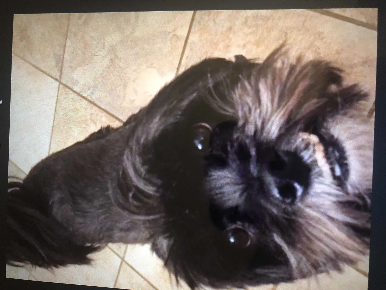 Lost dog in Saint Louis, MO, 63135