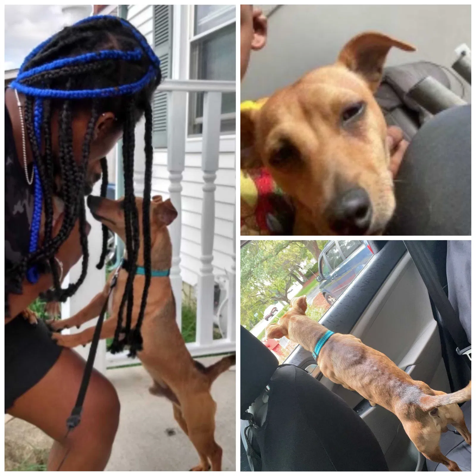 Lost dog in Roseville, MI, 48066