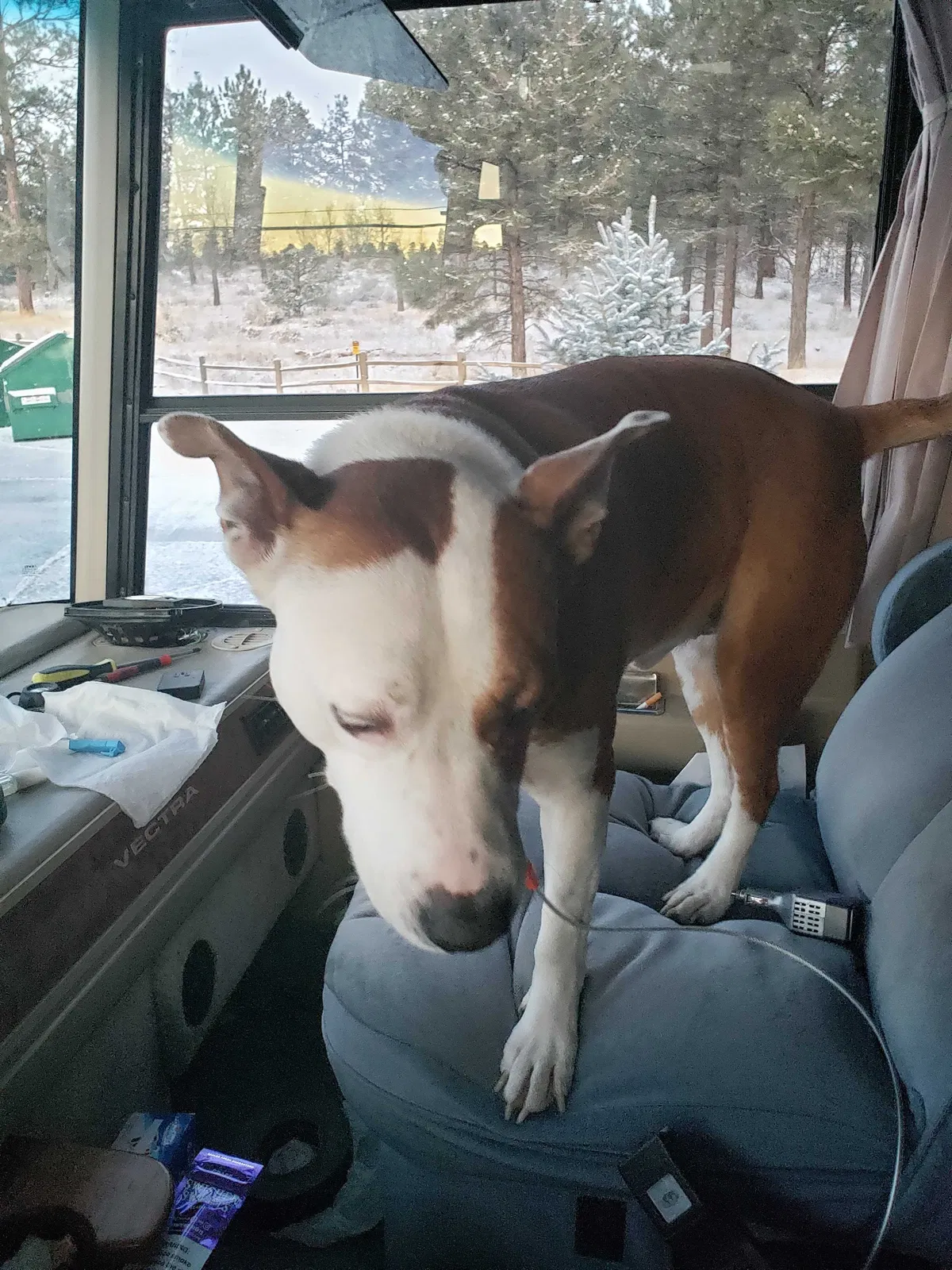 Lost dog in Newport, MN, 55055