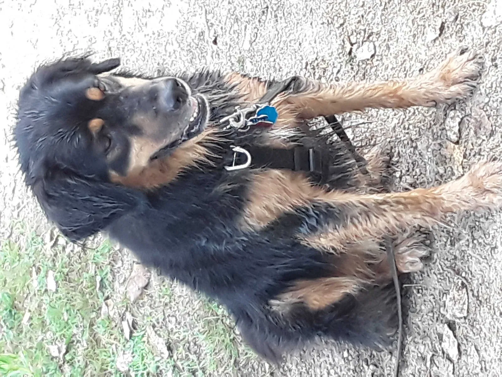 Lost dog in Madison, WI, 53714