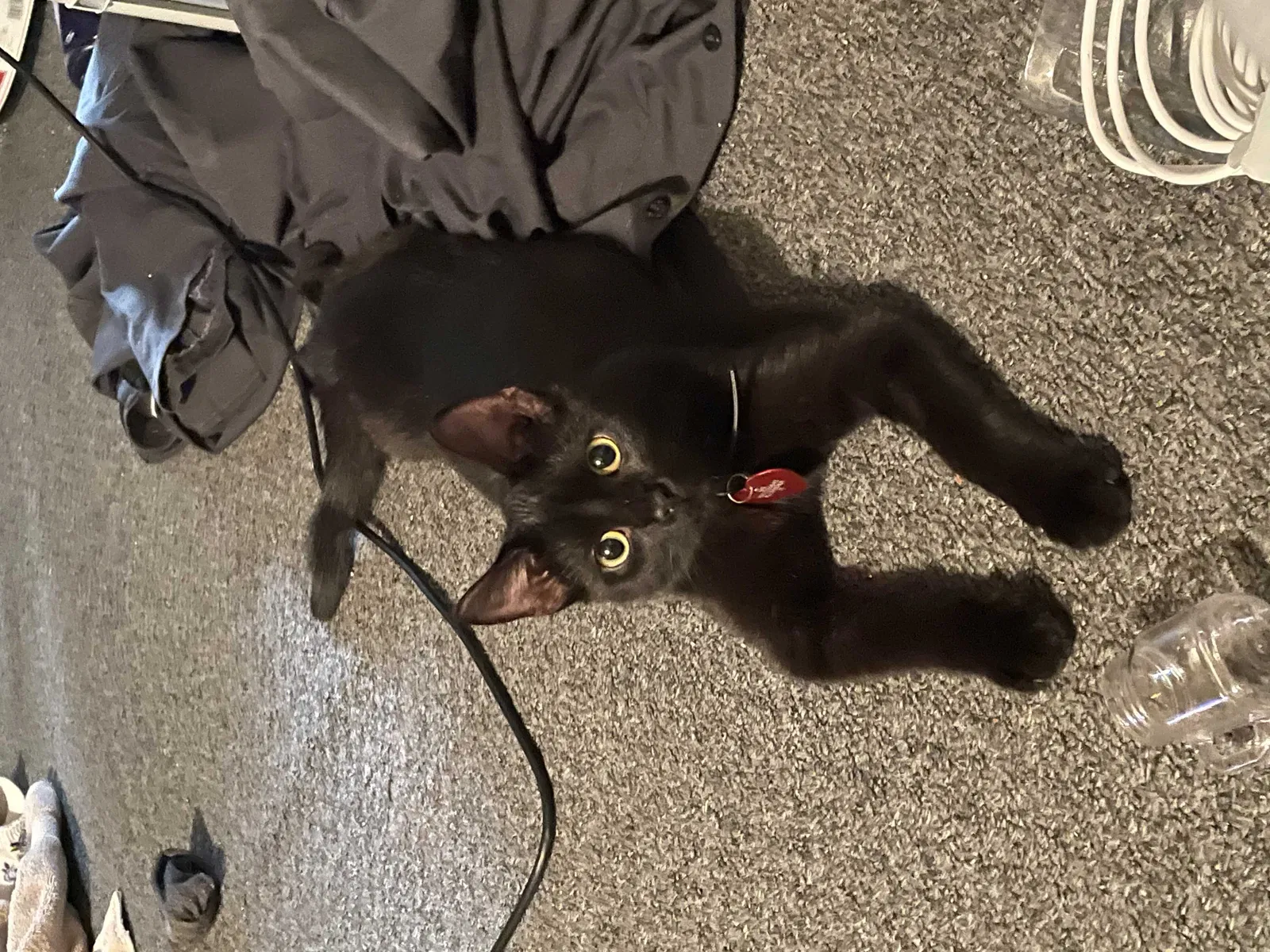 Lost cat in Muncie, IN, 47302