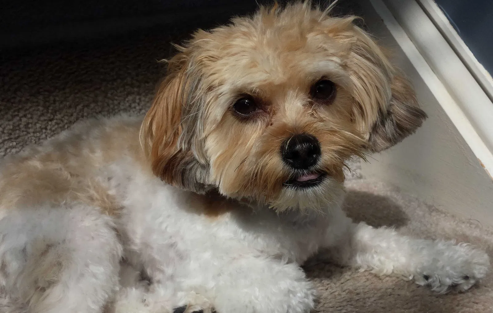 Lost dog in Mohnton, PA, 19540