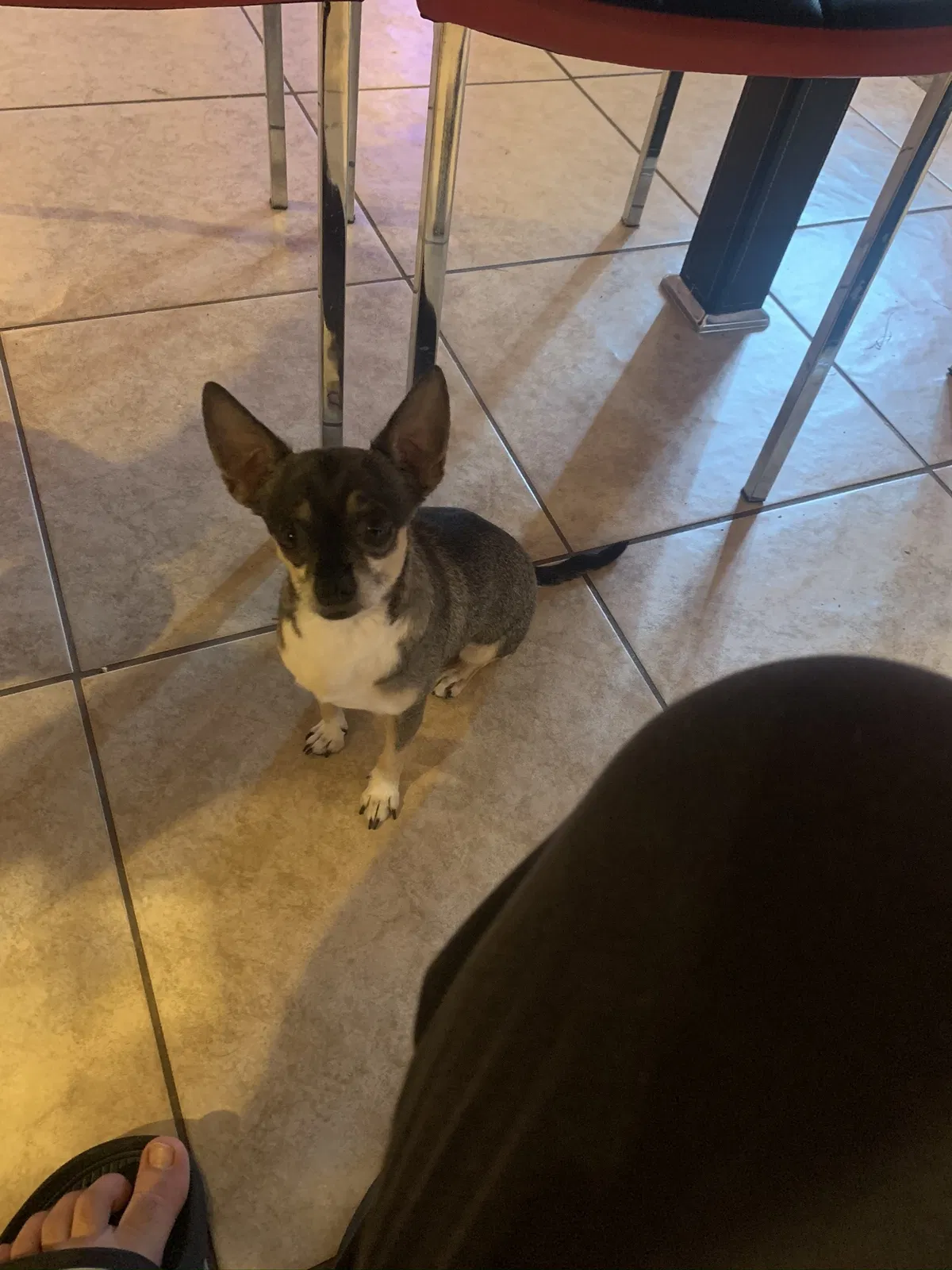 Lost dog in Las Vegas, NV, 89110
