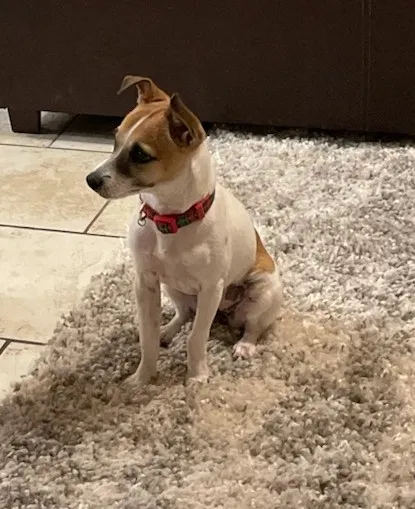 Lost dog in Buckeye, AZ, 85326