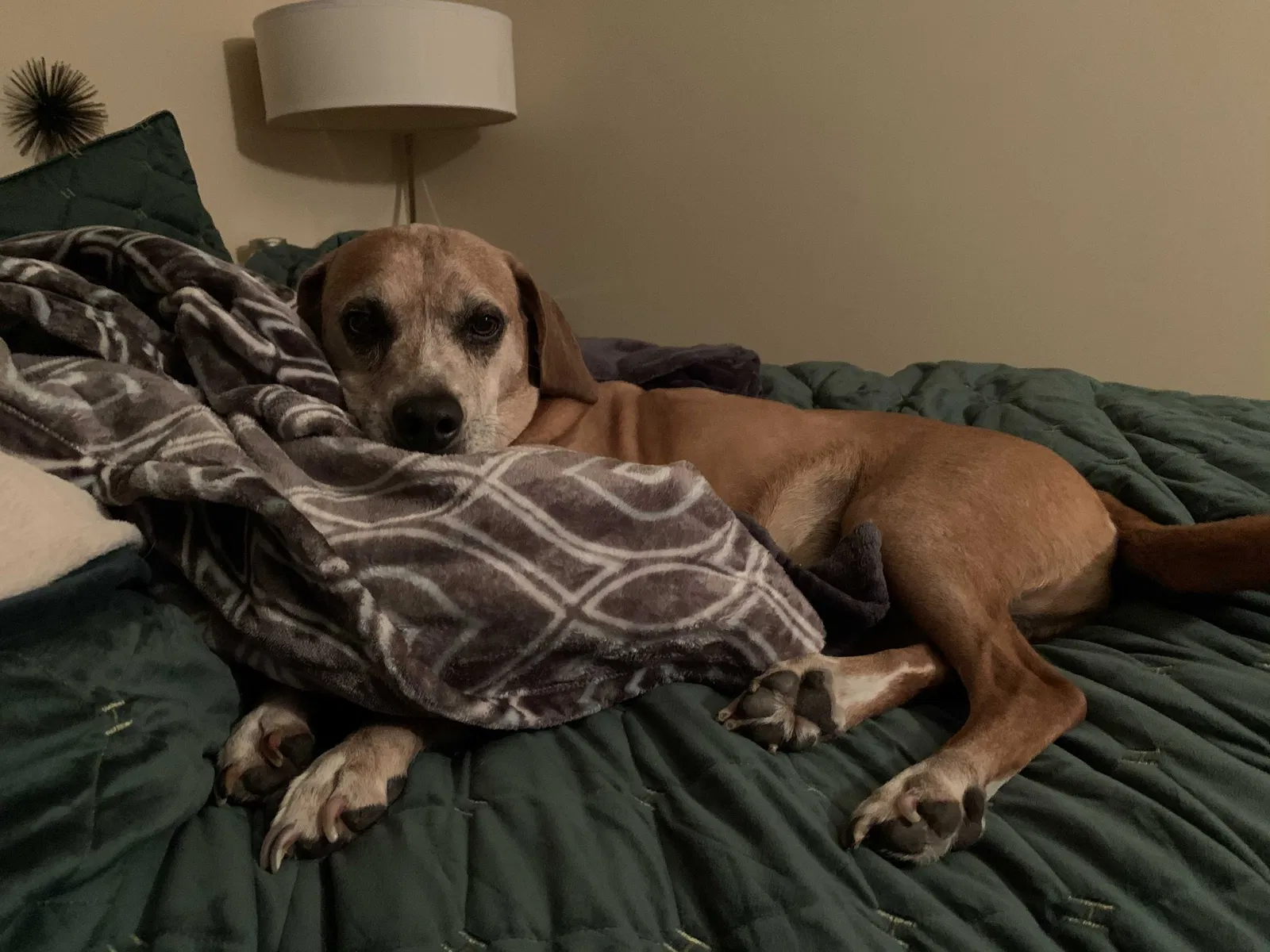 Lost dog in Macon, GA, 31206
