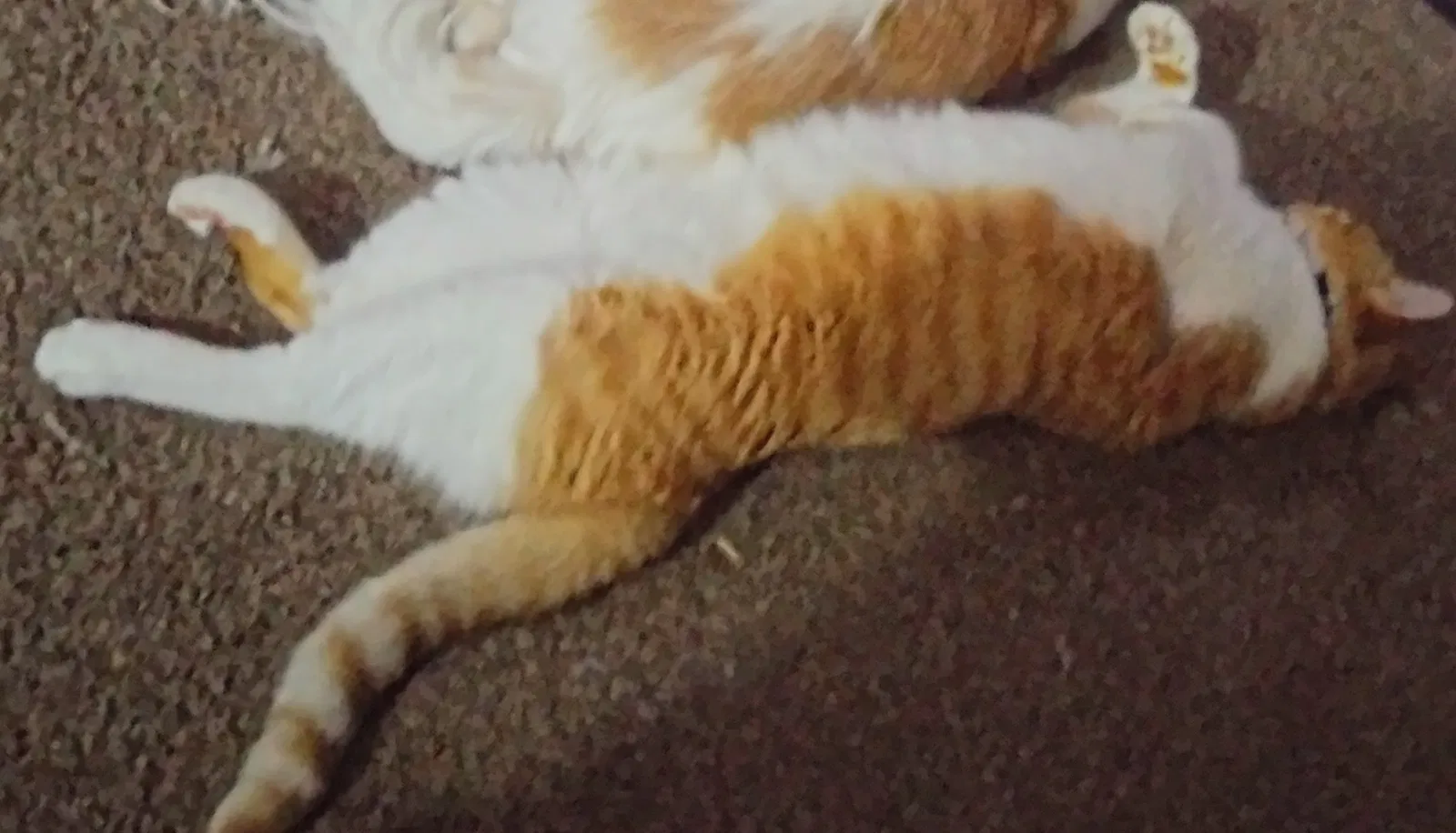 Lost cat in Wichita, KS, 67217