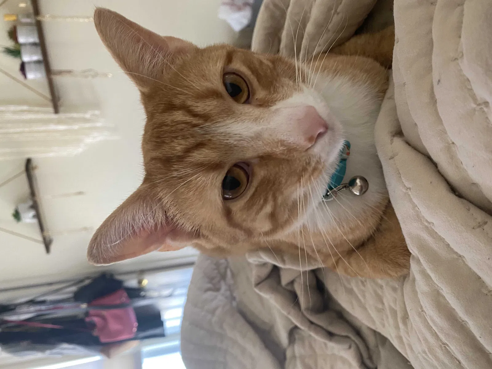 Lost cat in Newport, KY, 41076