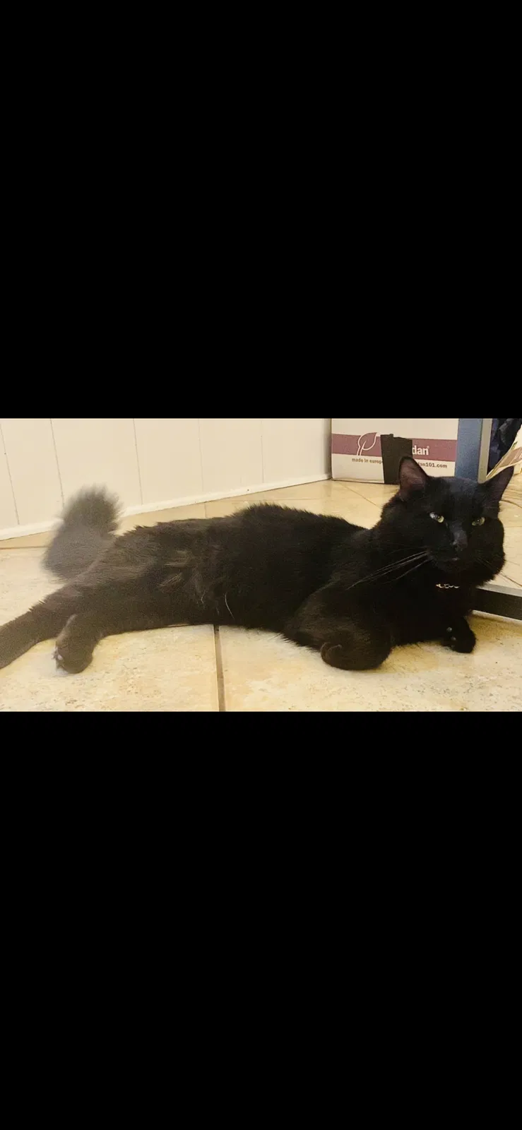Lost cat in Guthrie, OK, 73044
