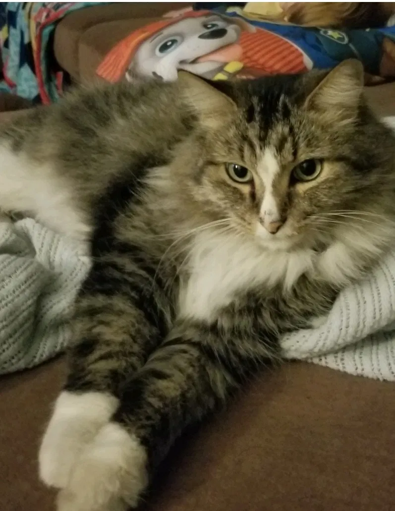 Lost cat in Henderson, NV, 89015