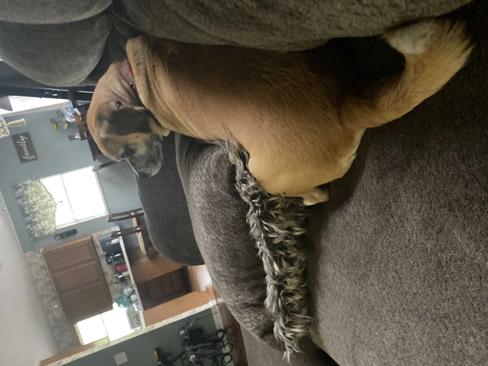 Lost dog in Charleston, WV, 25313