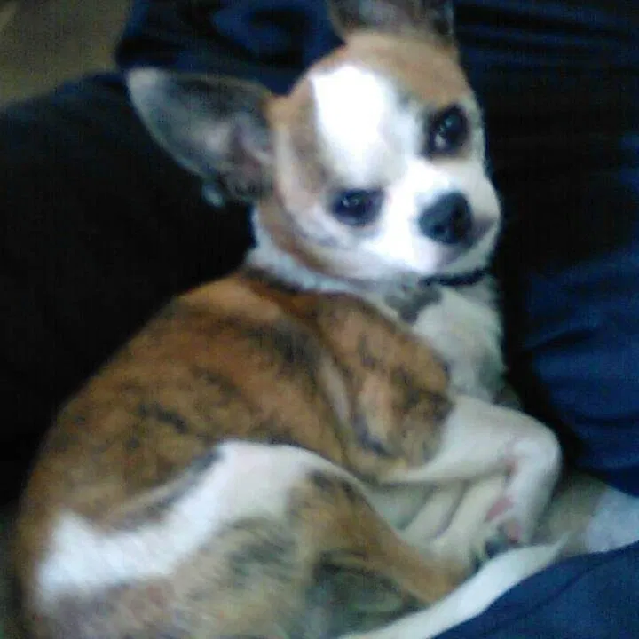 Lost dog in Indianapolis, IN, 46219