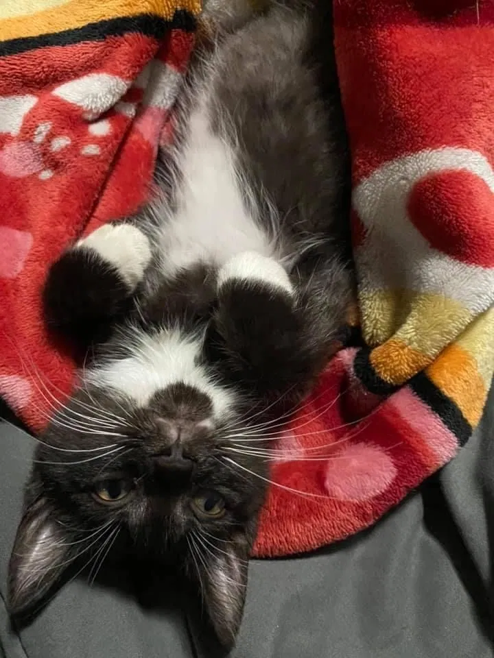 Lost cat in Amherst, OH, 44001