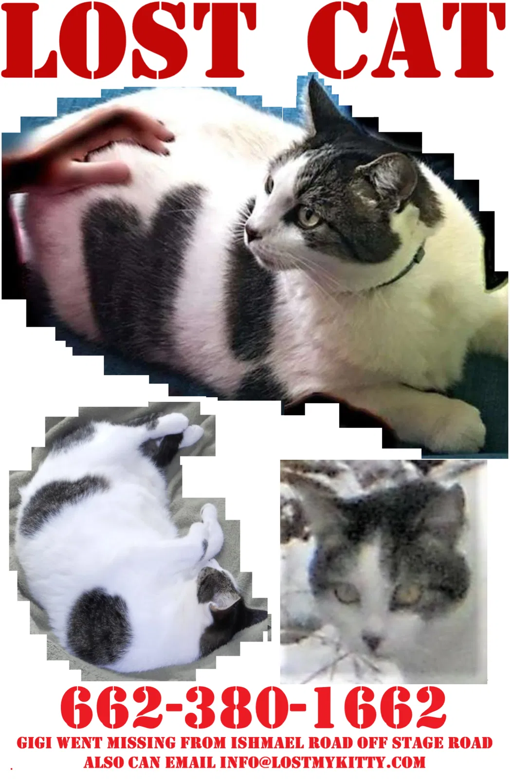 Lost cat in Tuckerton, NJ, 8087