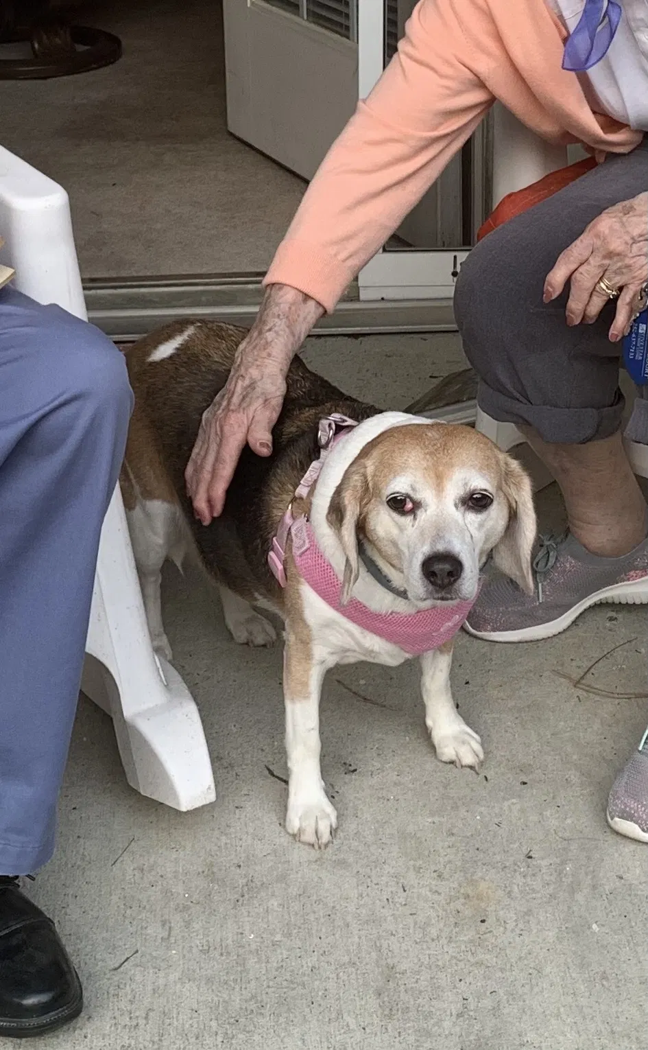Lost dog in New Bern, NC, 28562