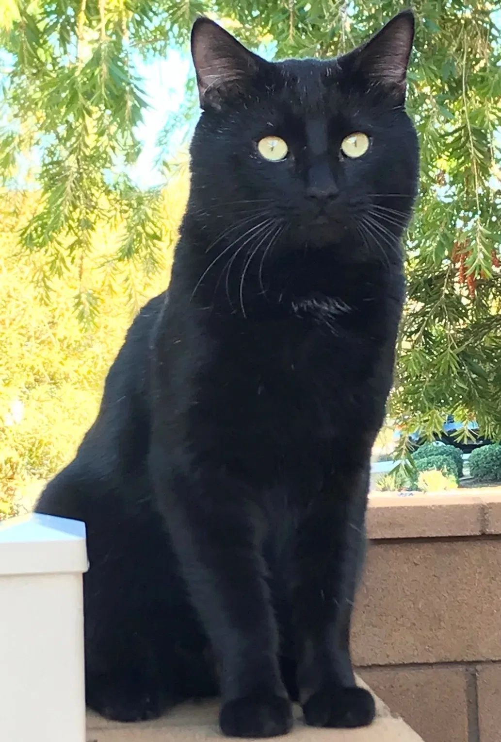 Lost cat in Menifee, CA, 92584