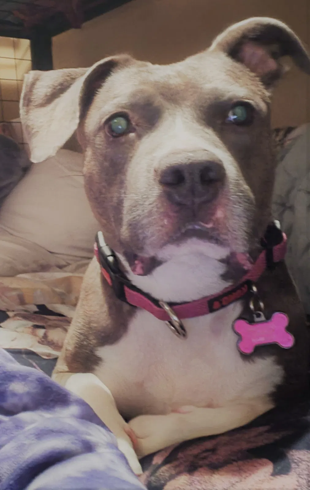Lost dog in Louin, MS, 39338