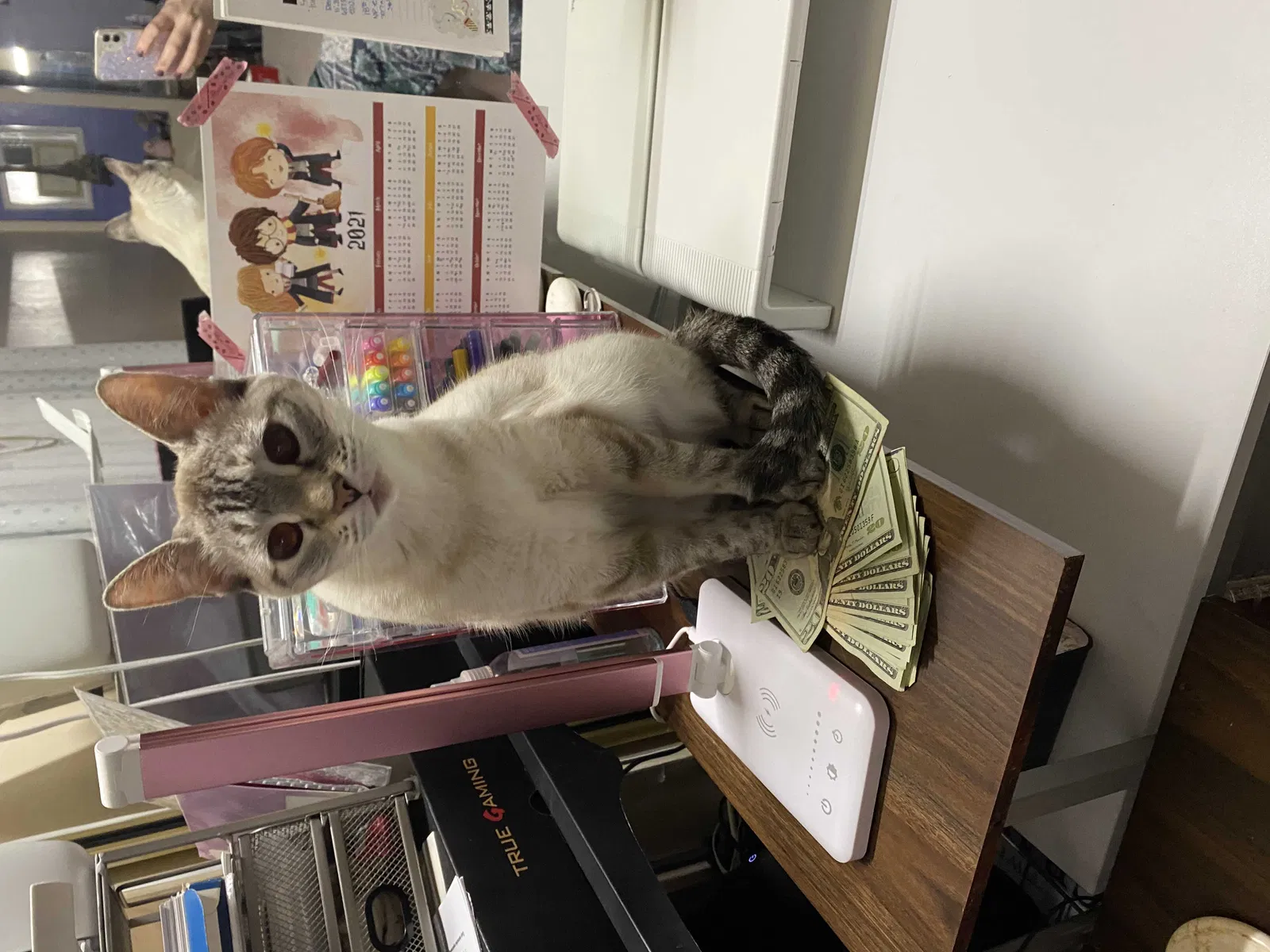 Lost cat in Tucson, AZ, 85712