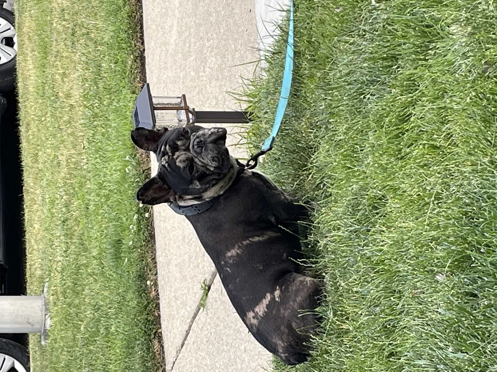 Lost dog in Chicago, IL, 60638