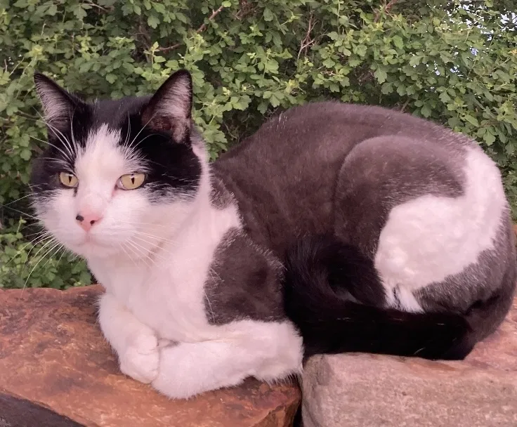 Lost cat in Norman, OK, 73069