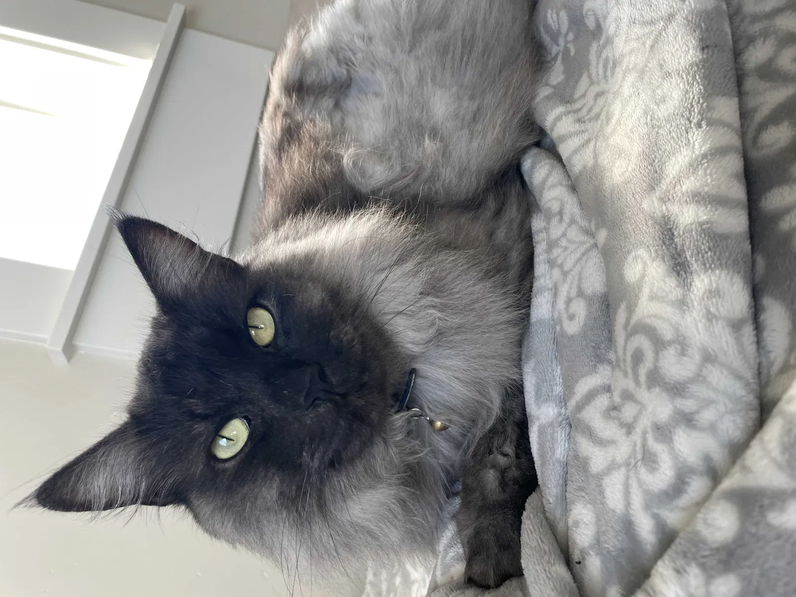 Lost cat in Meridian, ID, 83642
