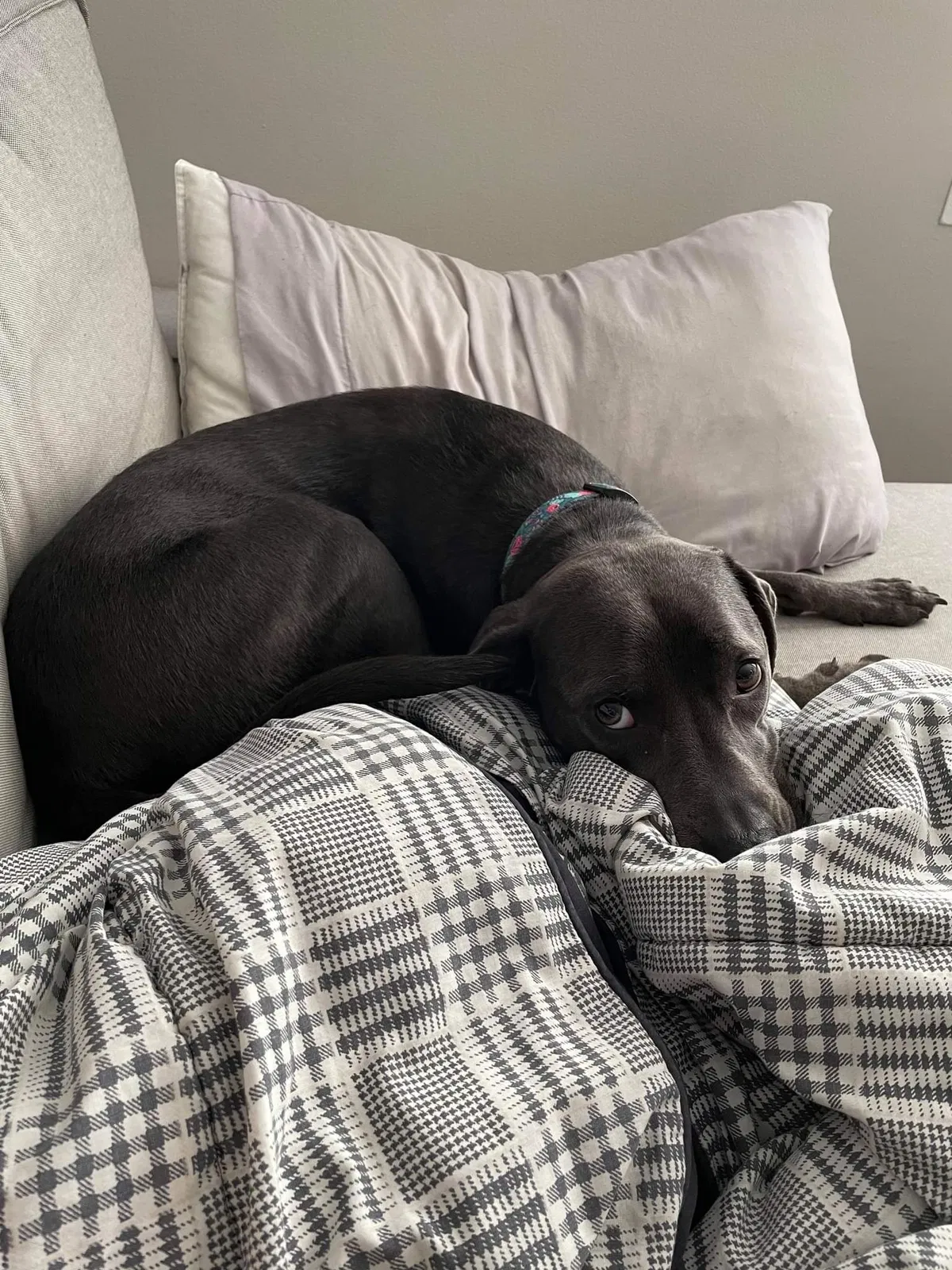 Lost dog in Griffith, IN, 46319