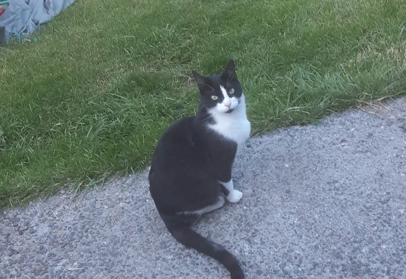 Lost cat in Puyallup, WA, 98372