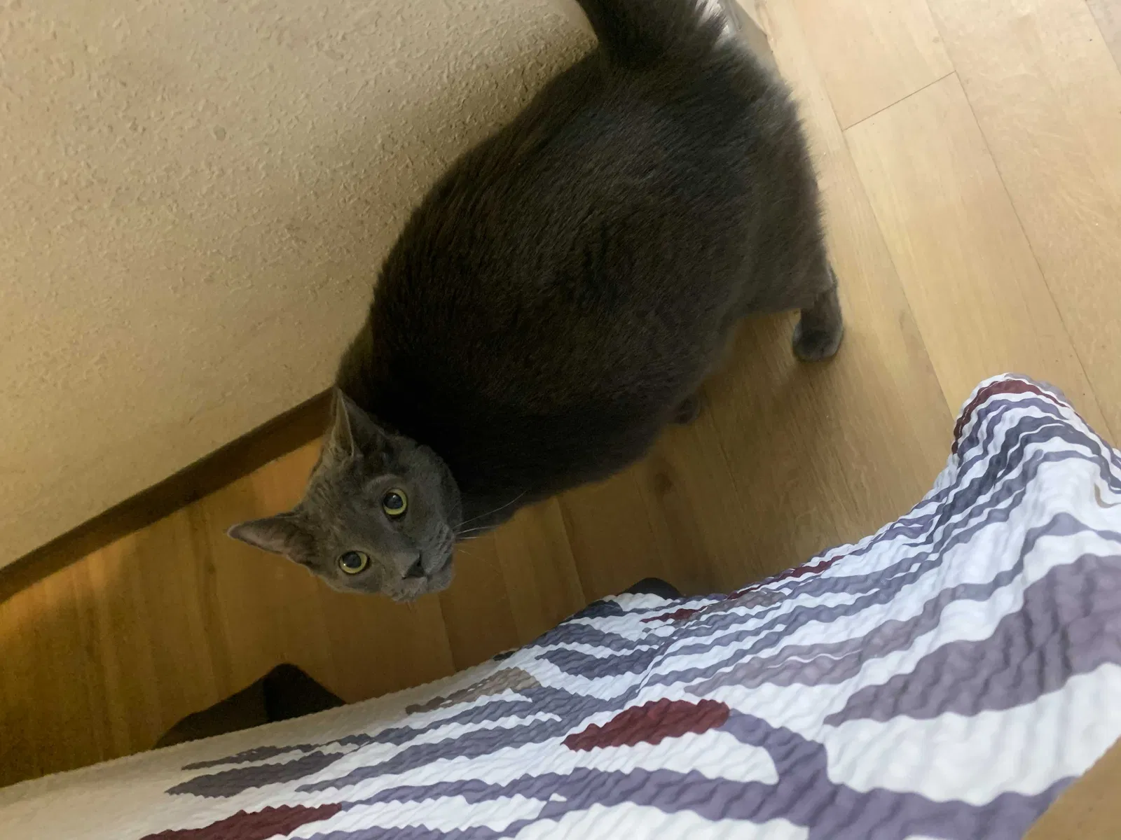 Lost cat in Greensboro, NC, 27409