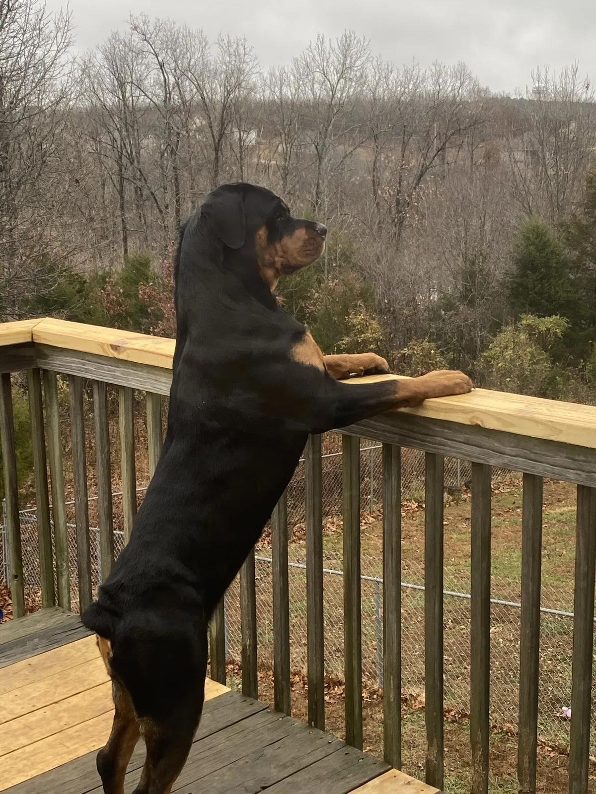 Lost dog in Saint Robert, MO, 65584