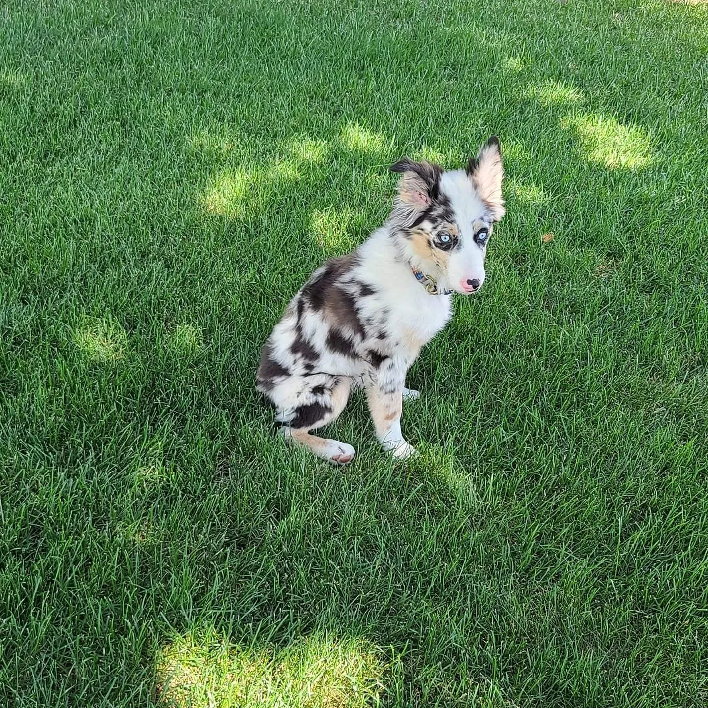 Lost dog in Spokane, WA, 99224