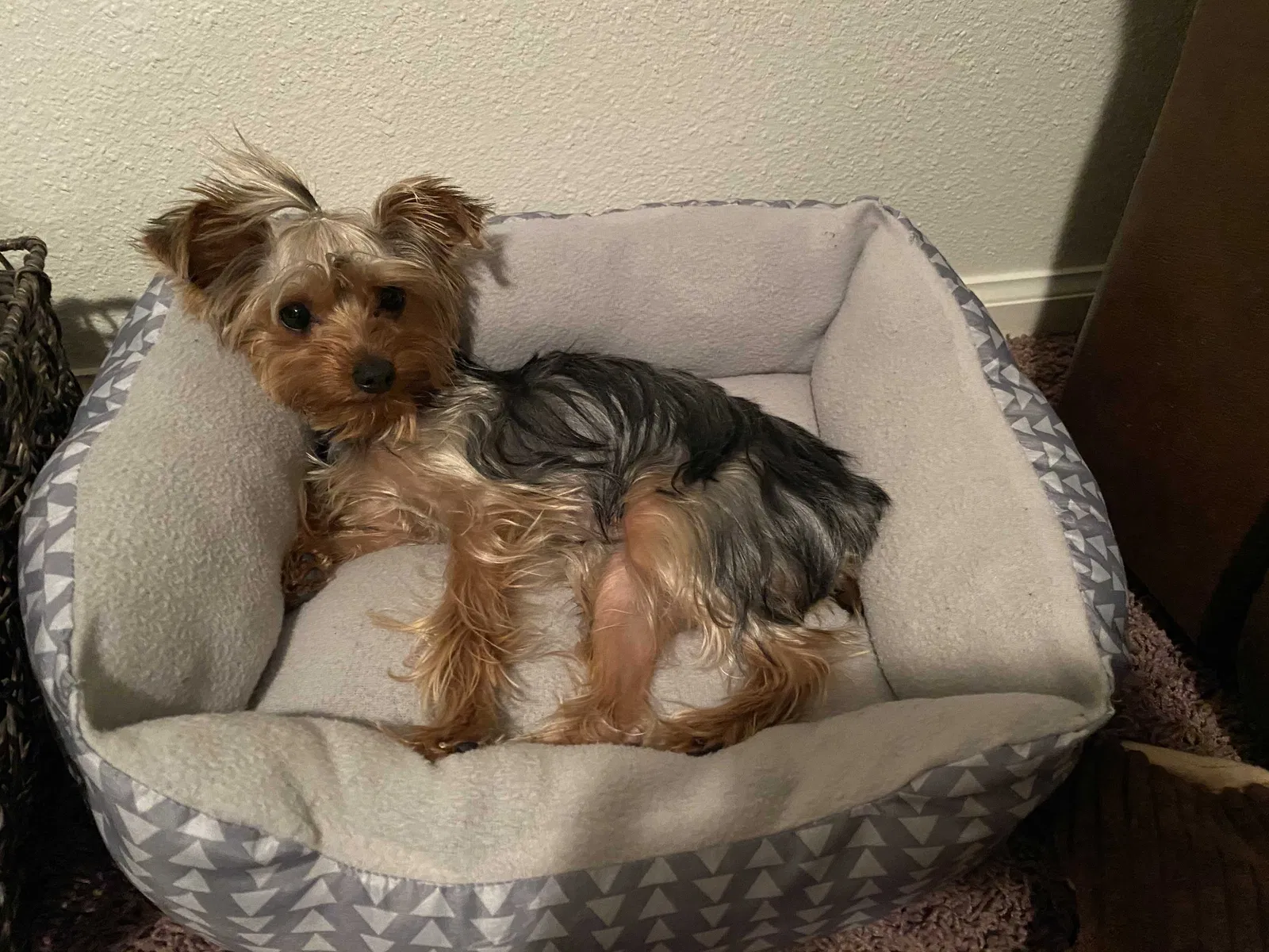 Lost dog in Cheyenne, WY, 82009