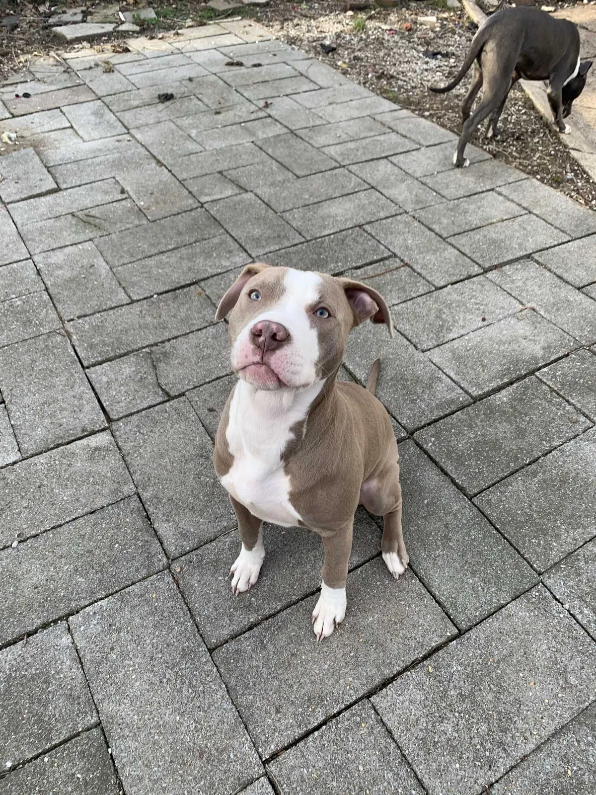 Lost dog in Saint Louis, MO, 63118