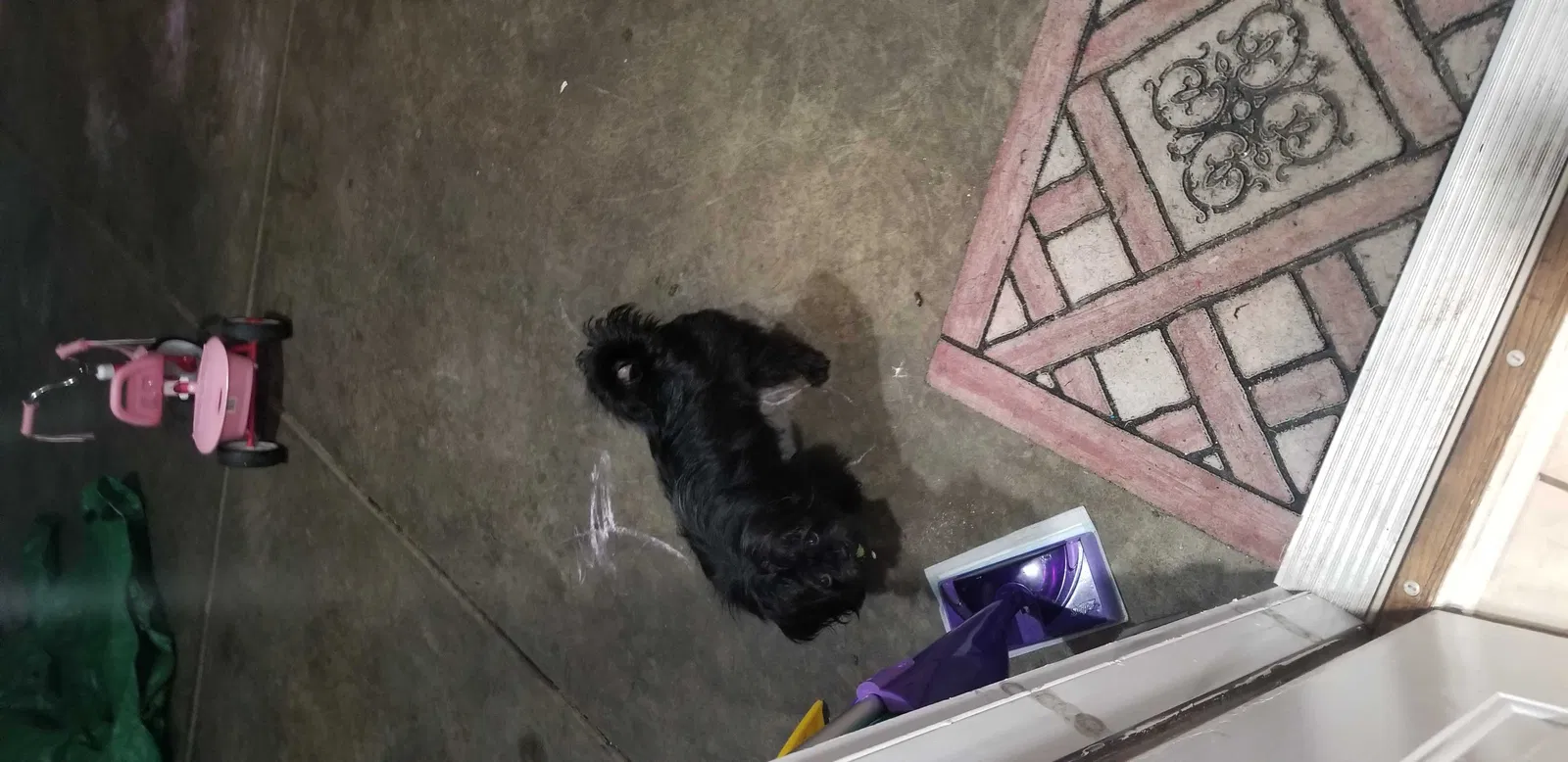 Lost dog in Bardstown, KY, 40004