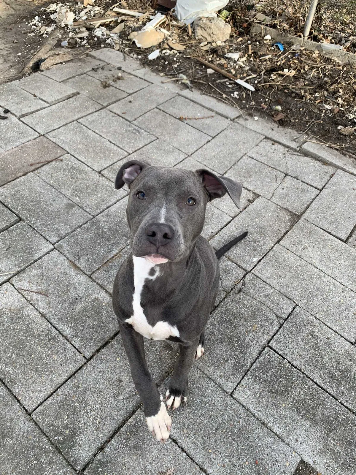Lost dog in Saint Louis, MO, 63118