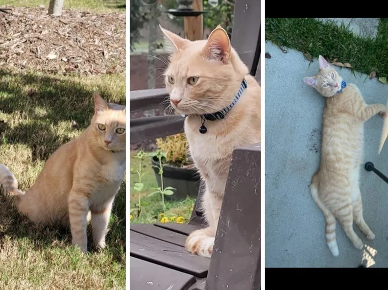Lost cat in Morrisville, NC, 27560