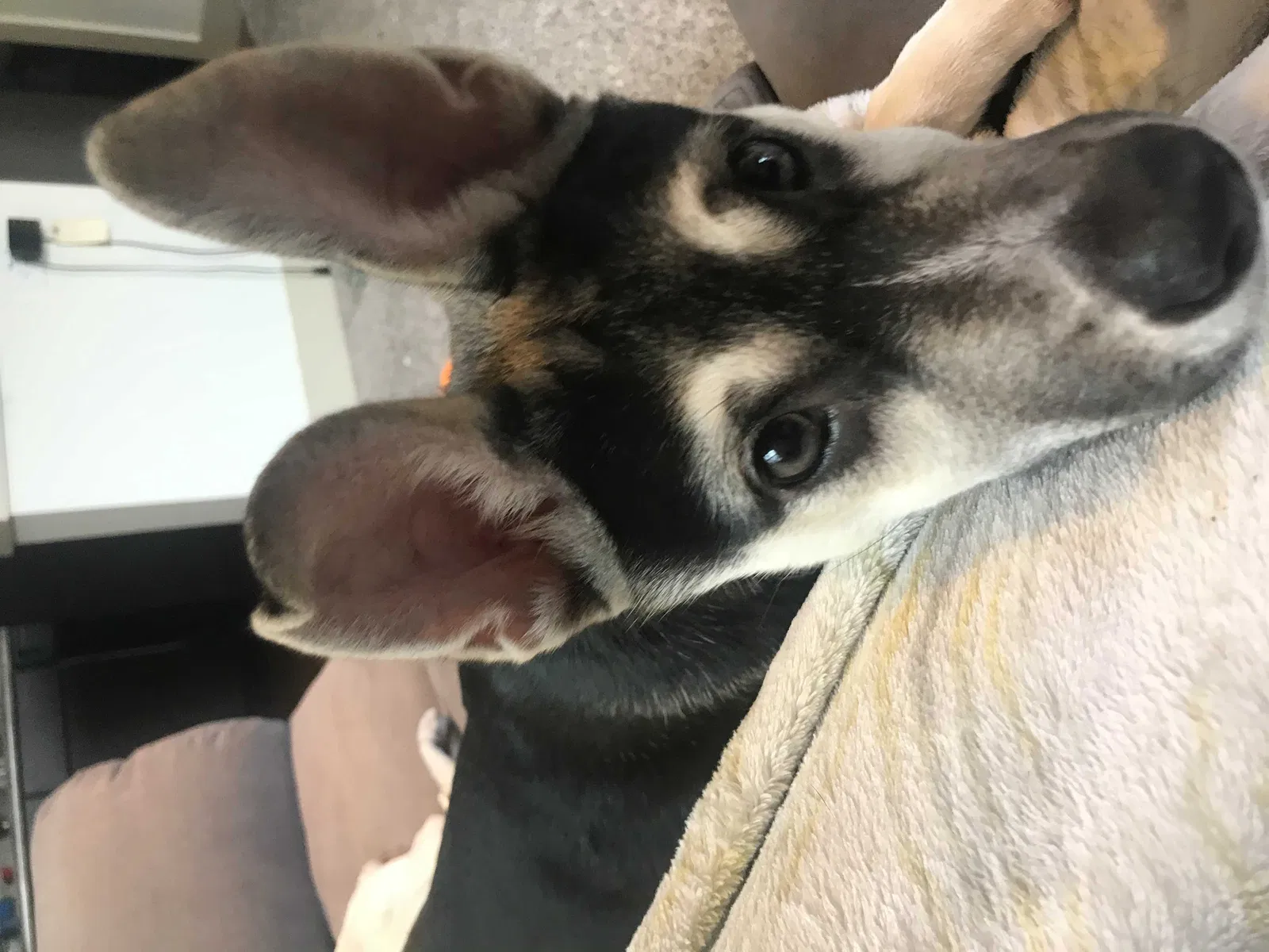 Lost dog in Wylie, TX, 75098