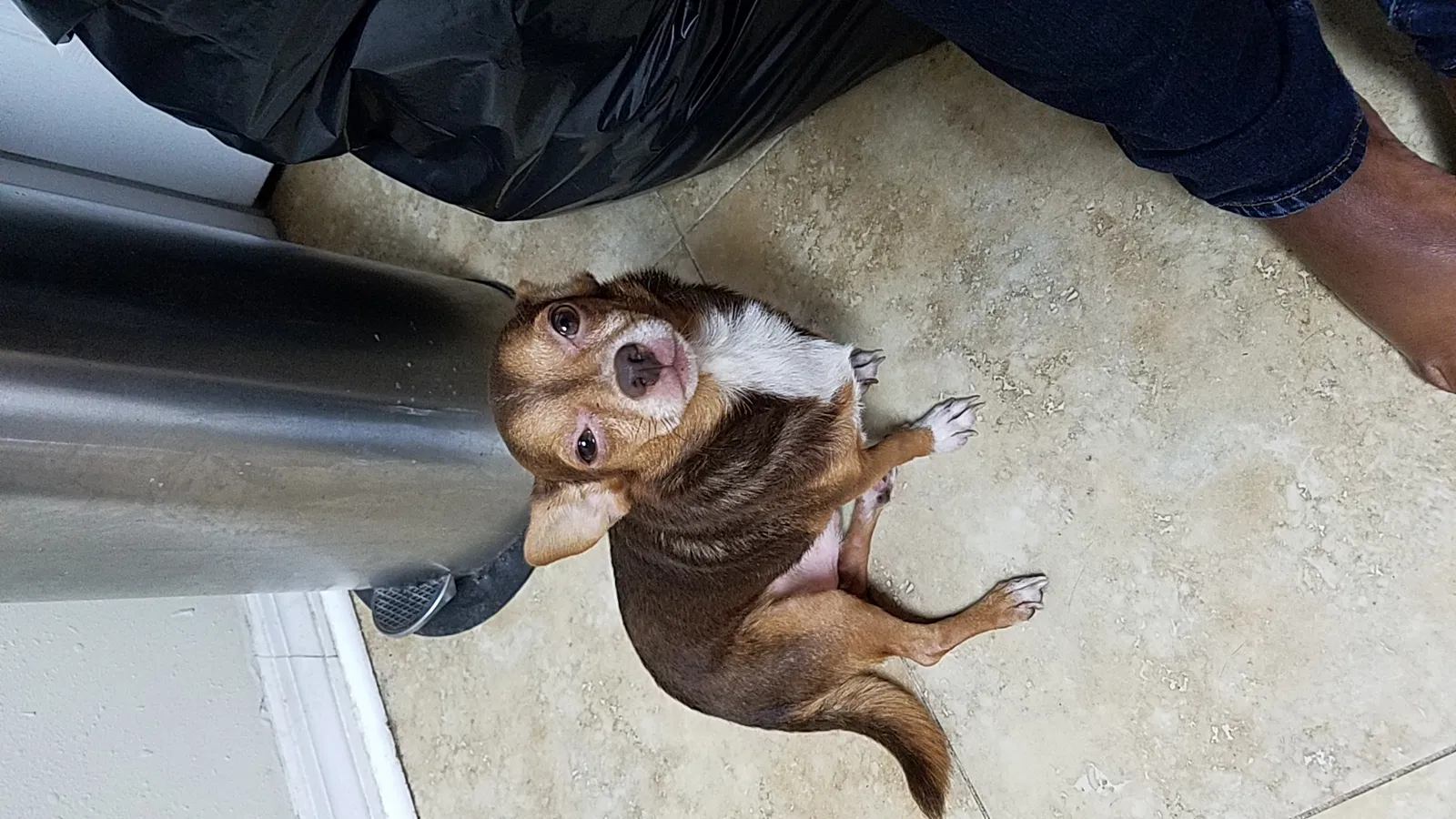 Lost dog in Orange Park, FL, 32073