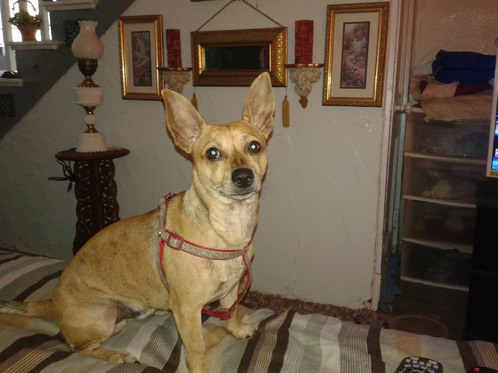 Lost dog in Dallas, TX, 75241