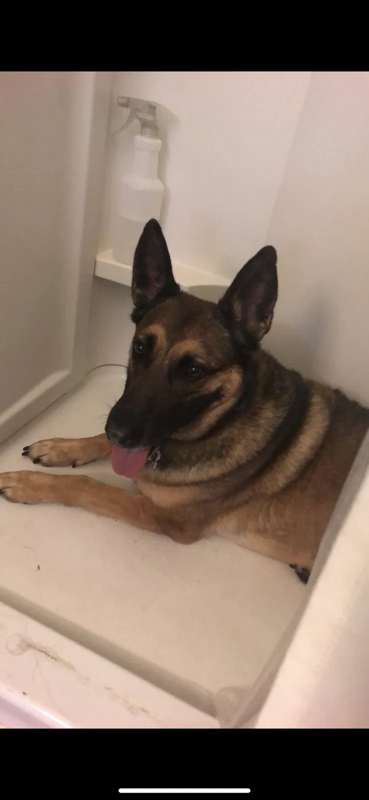 Lost dog in Dallas, NC, 28034
