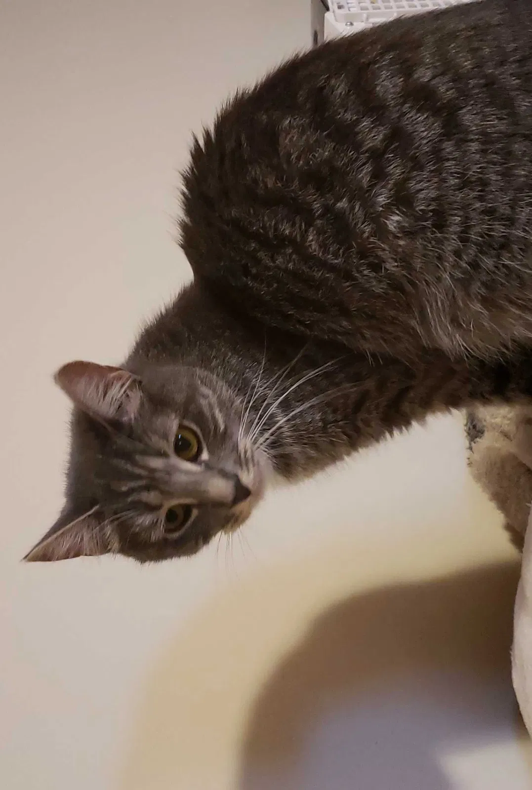 Lost cat in Derry, NH, 3038