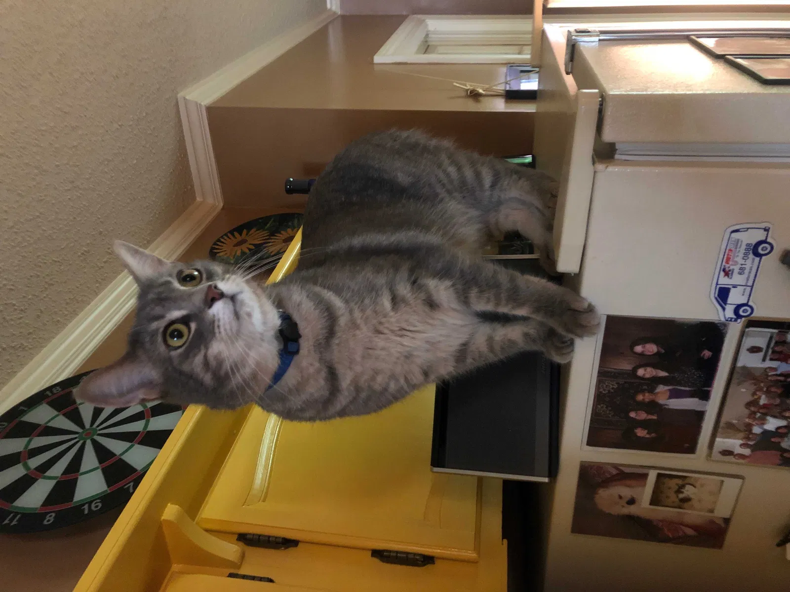 Lost cat in Germantown, TN, 38139