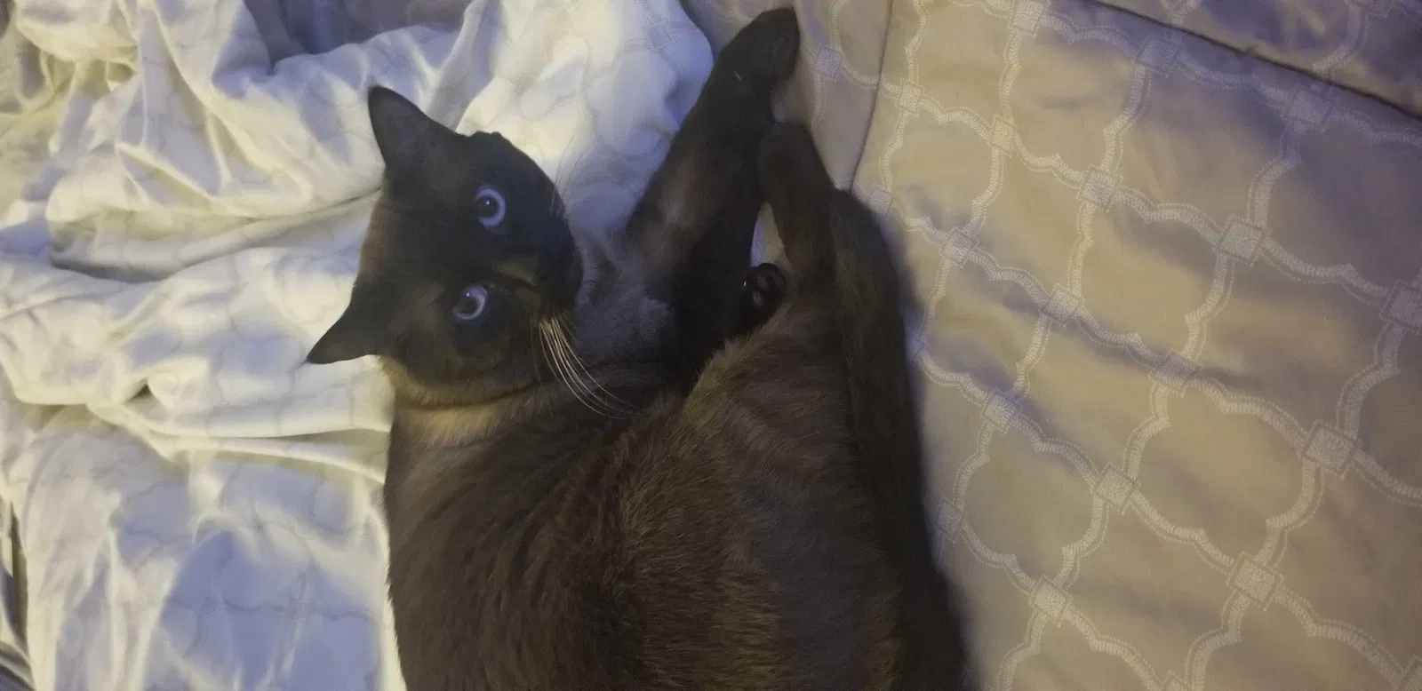 Lost cat in Centreville, VA, 20120
