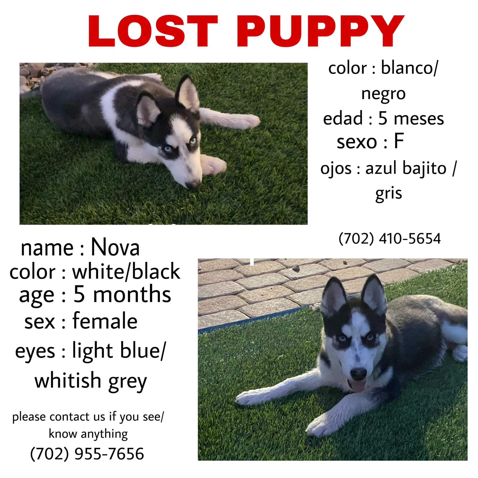 Lost dog in North Las Vegas, NV, 89031