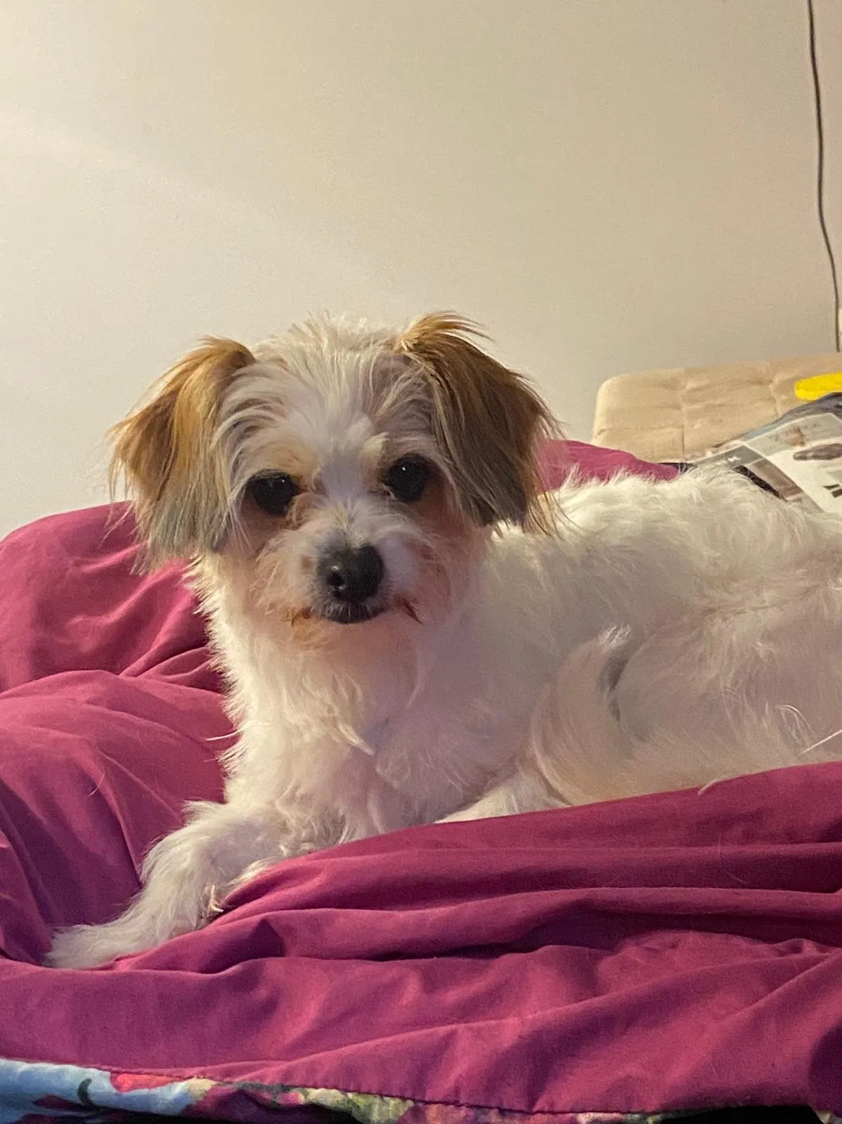 Lost dog in Crystal Lake, IL, 60014